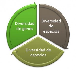 Abejas-y-Biodiversidad-Beeodiversidad-0-300x279
