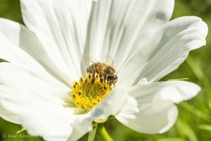 Bee on Cosmos Flower in GermanyBiene auf Kosmeenbluete