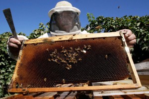 Un apicultor sostiene un panel de abejas. Reuters