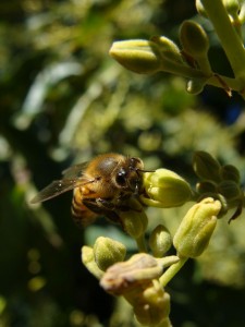 abeja-aguacate