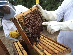 abejas-castilla-la-mancha