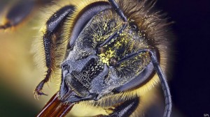 abejas-bbc-3
