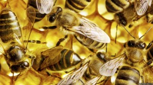 abejas-bbc-5