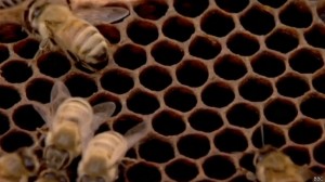 abejas-bbc-8