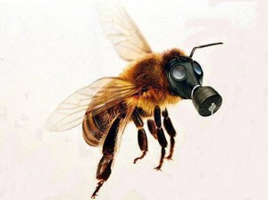 abejas-glifosato