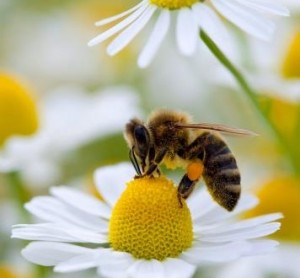 congreso-apicultura-galicia
