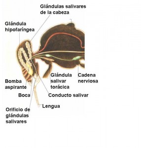 abeja-glandulas-salivales
