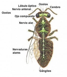 abeja-sistema-nervioso