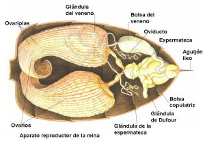 abeja-sistema-reproductor