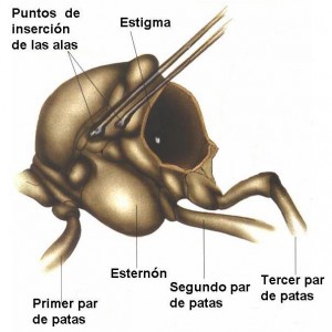 abeja-torax
