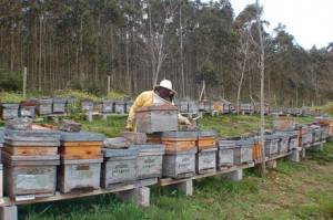 casa-rural-jardin-mandala-cursos-de-apicultura-01