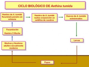 ciclo-biologico