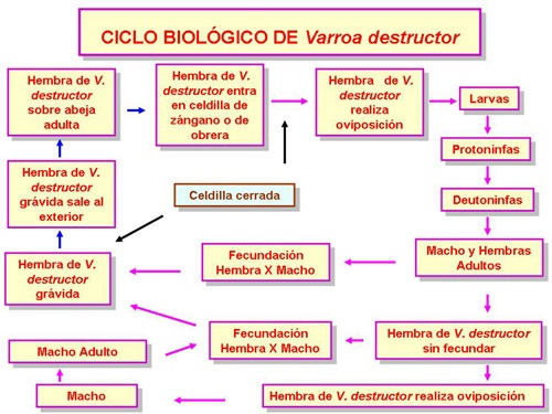 ciclo-biologico-varroa