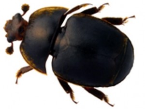 escarabajo-pequeño