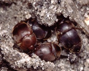 escarabajo-pequeño-adulto