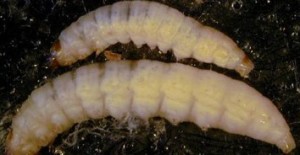 escarabajo-pequeño-larvas-polilla