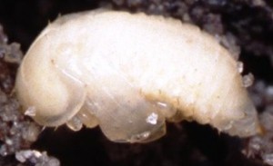larva-pequeño-escarabajo-2