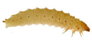 larva-pequeño-escarabajo