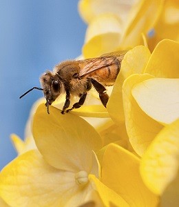 abeja-agricultural-research