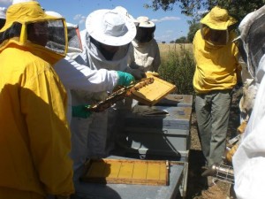 curso-iniciacion-apicultura-1