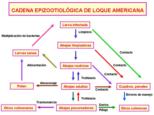 Cadena epizootiológica. Loque americana.