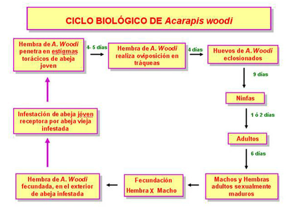 Ciclo biológico