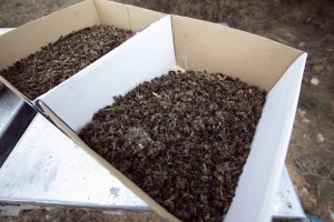 Caja repleta de abejas muertas