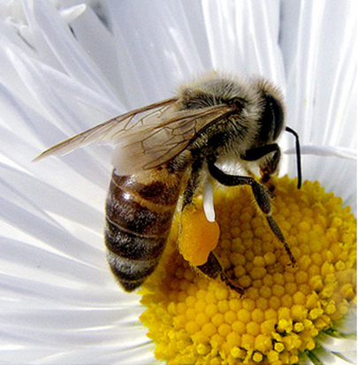 Hablemos del polen desde el punto de vista terapéutico
