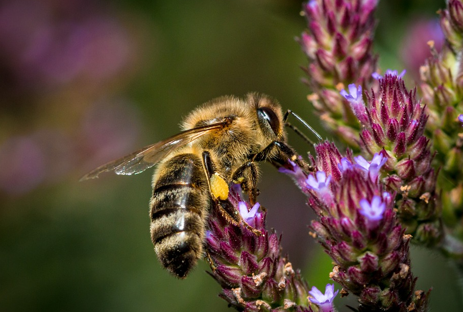 censura Teseo otro Importancia de las abejas meliferas | Fundación Amigos de las Abejas