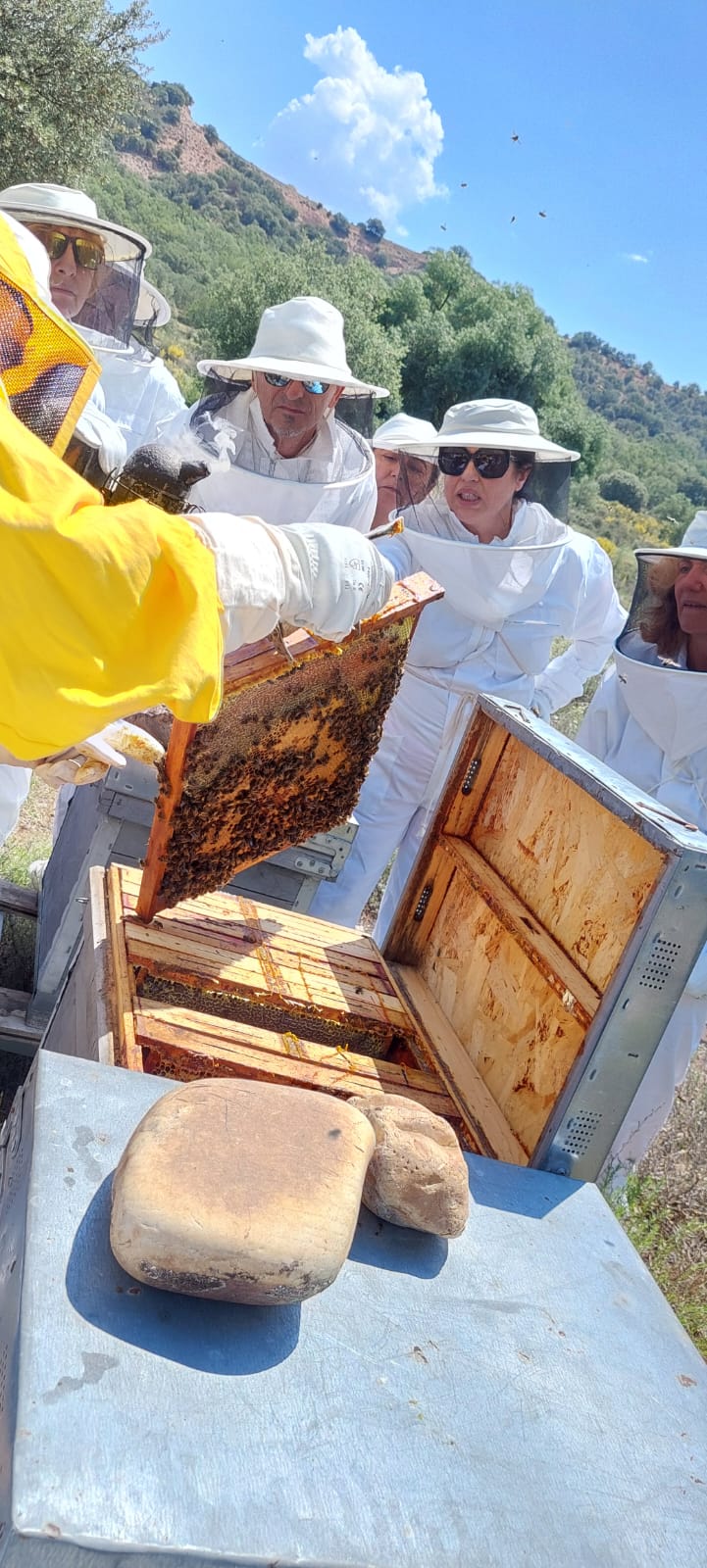 Producción de cera y panales de abejas - Ocio educativo en la